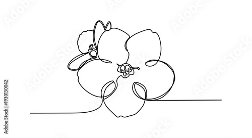 Minimalist single line drawing of a delicate African Violet flower, elegant botanical art.