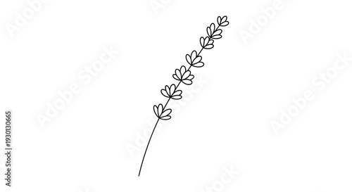 Simple line art drawing of a botanical sprig on white background