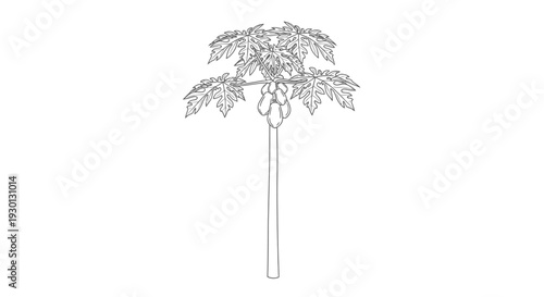 Single line drawing of a papaya fruit tree on white