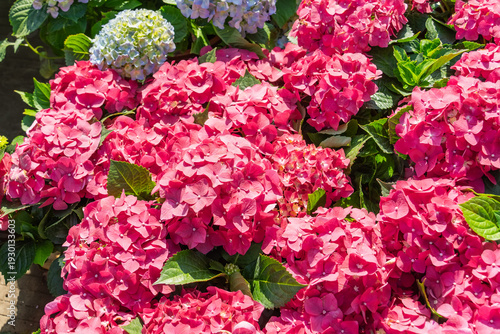 Blooming vibrant purple Hydrangea flowers in garden
