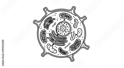 Animal Cell Diagram: Detailed Illustration of Organelles and Structure