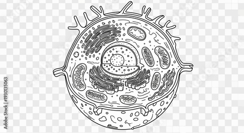 Animal Cell Diagram: Detailed Illustration of Organelles and Structures