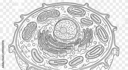 Animal Cell Diagram: Detailed Illustration of Organelles and Structure