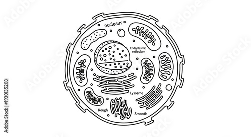 Black and White Diagram of an Animal Cell with Labeled Organelles