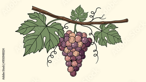 Detailed bunch of purple grapes hanging from a wooden vine with large green leaves, illustrated in a classic botanical style with fine lines.