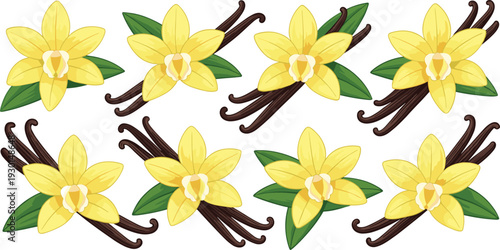 Vanilla flowers and pods collection with yellow orchid blossoms and green leaves, aromatic spice plant illustration isolated on light background for culinary, botanical and fragrance design