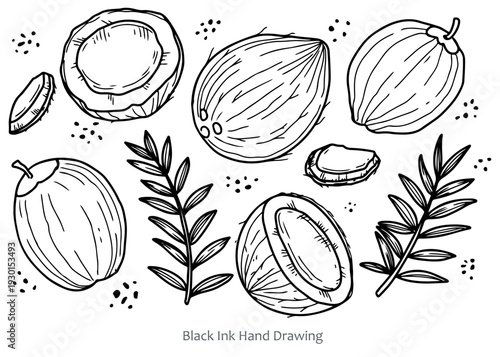 A black and white ink drawing featuring a collection of coconuts, some whole, some halved, along with leaves and scattered dots.