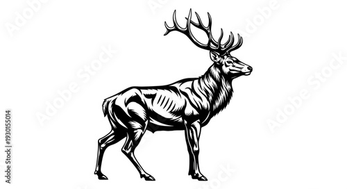 Anatomical Illustration of Deer Stag.