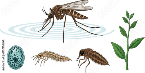 Mosquito Life Cycle and Habitat Illustration