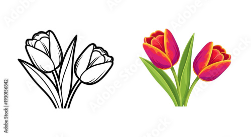 This vector graphic showcases a coloring page outline next to a vibrant, fully colored illustration of two beautiful magenta and yellow tipped tulips with bright green foliage.