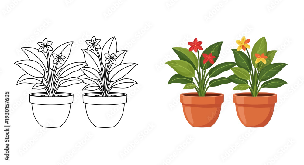 Obraz premium Coloring book page showing outline of potted plants next to a vibrant colored illustration of two blooming tropical house flowers in terracotta containers