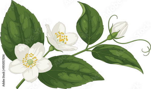 White Jasmine Flowers with Green Leaves Botanical Branch Elegant Floral Vector Illustration