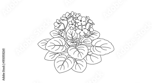 African Violet Plant Line Art Drawing, Blooming Houseplant with Leaves and Flowers