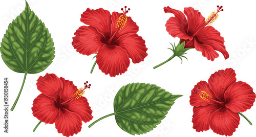 Red Hibiscus Flowers and Green Leaves Botanical Tropical Floral Elements Vector Illustration Set