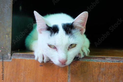 A cute kitten with health problems.