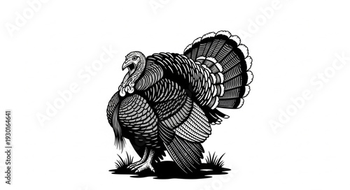 Black and White Turkey Illustration.
