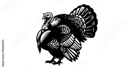 Black and White Turkey Illustration.