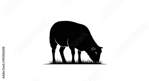 Black Cow Grazing in Field.