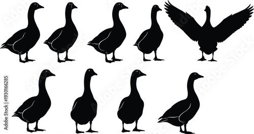 PrintSet of goose silhouettes in various standing and flying poses isolated on white background
