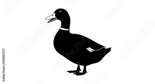 Black Duck Silhouette Standing Alone.