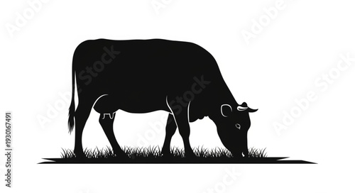 Black Cow Silhouette Grazing Grass.