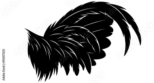 Black Feather Silhouette Isolated White.