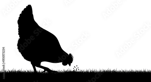 Black Silhouette Chicken Foraging on Grass.