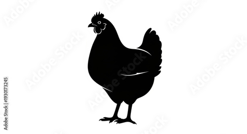 Black Silhouette Chicken Standing Alone.
