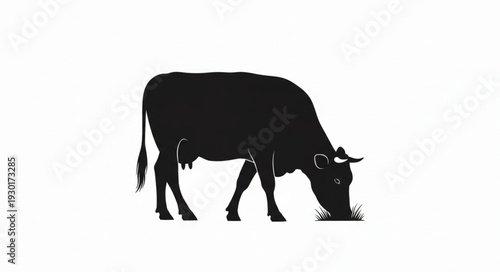 Black Silhouette Cow Grazing Freely.