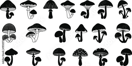 Set of various mushroom silhouettes isolated on white background for botanical vector design