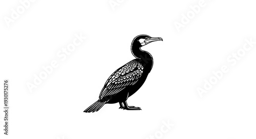 Black and White Illustration of a Cormorant Bird Standing Isolated on White Background