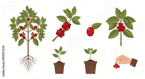 Blueberry Plant Growth Stages Illustration.