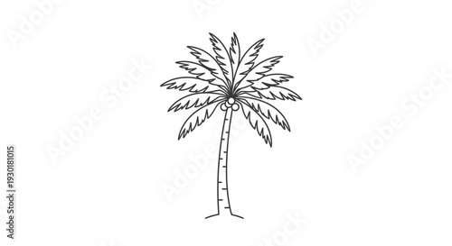 Simple Line Drawing of a Coconut Palm Tree with Coconuts