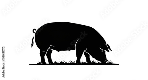 Black Pig Silhouette Grazing Grass.