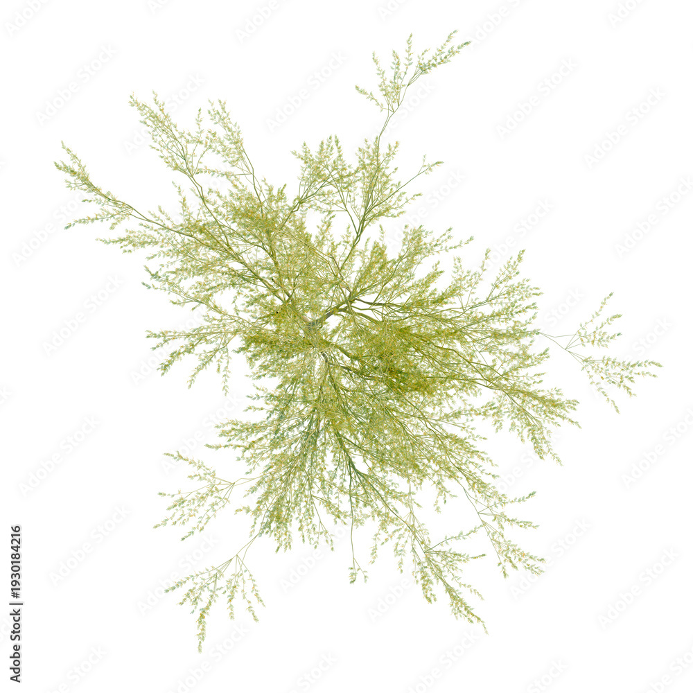 Naklejka premium Parkinsonia florida tree plan, top view, cutout, transparent background, isolate, Delicate sprig of fresh green foliage, detailed botanical illustration, natural beauty.