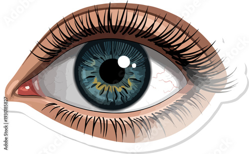 Close-up detailed human eye with blue iris and long eyelashes