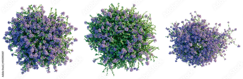 Φωτογραφία Thymus serpyllum tree plan, top view, cutout, transparent background, isolate, L