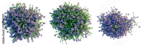 Obraz na plátně Thymus serpyllum tree plan, top view, cutout, transparent background, isolate, L
