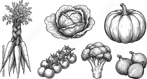 Hand Drawn Vegetable Collection Black and White Engraving Vector Set