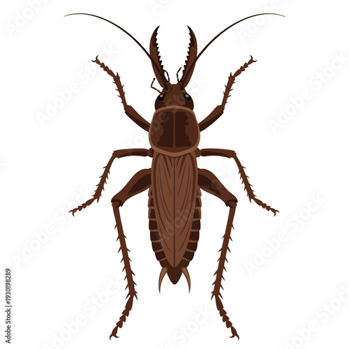 Illustration of a brown insect with prominent antennae and pincers, often referred to as a earwig, in a top-down view