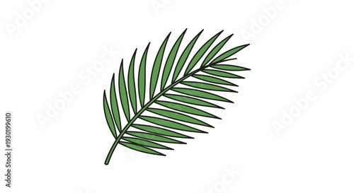 Single Green Palm Leaf Frond Isolated on White Background, Tropical Plant Element