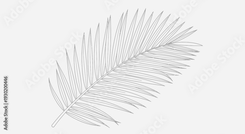 Palm Leaf Line Art Illustration, Tropical Plant Frond Outline, Botanical Vector Drawing