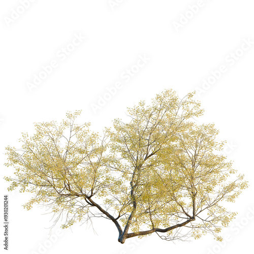 Fotografie Populus fremontii tree, elevation, front view, cutout, transparent background, i