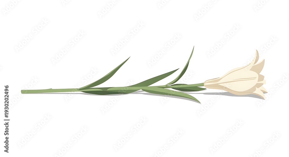 Fototapeta premium White lily flower on white background studio shot