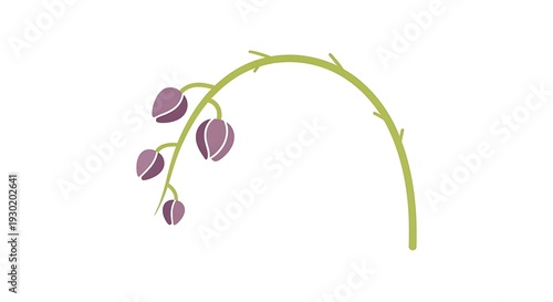 Orchid Flower Bud Arching on Stem
