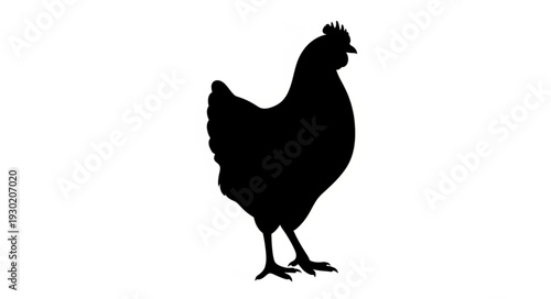 Black Silhouette of Chicken Standing.
