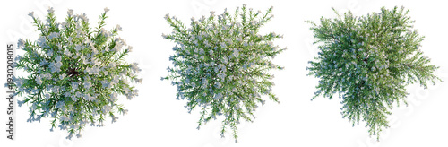 Foto Lithodora diffusa tree plan, top view, cutout, transparent background, isolate, Delicate sprig of rosemary with tiny purple flowers, close-up, on a neutral background