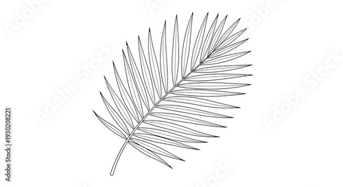 Hand Drawn Palm Leaf Sketch, Tropical Plant Frond, Botanical Illustration, Vector Art