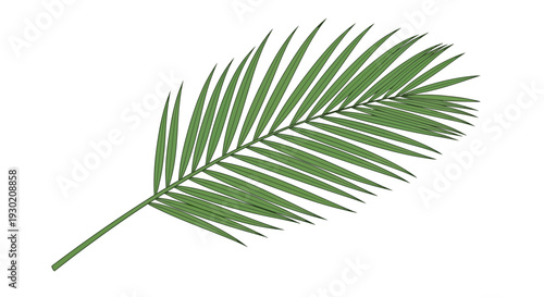 Green Palm Frond Leaf Isolated on White Background, Tropical Plant Detail