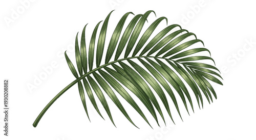 Green Palm Frond Leaf Isolated on White Background, Tropical Plant Detail